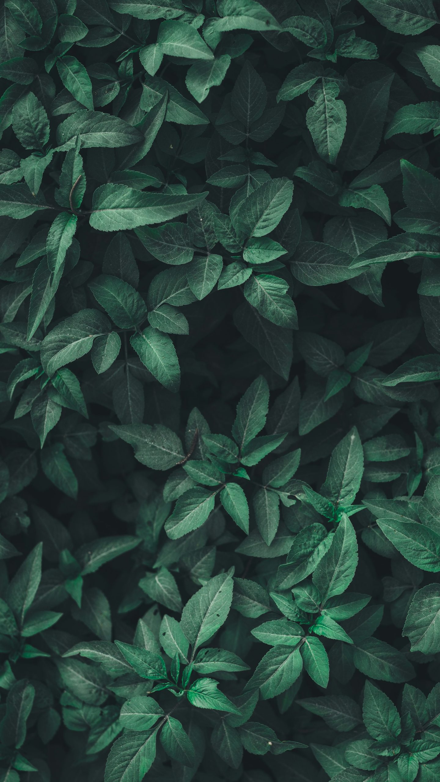 Soft green leaves in muted light